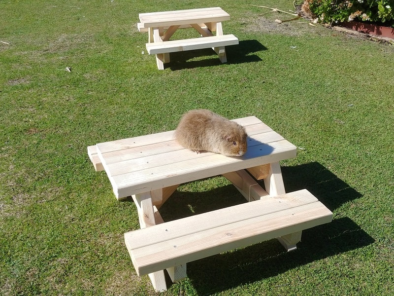 min-picnic-table-with-guinea-pig-sitting-ontop-min.jpg